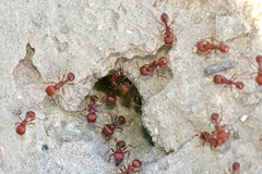 Pogonomyrmex barbatus
