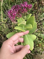 Hylotelephium spectabile