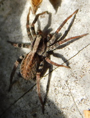 Lycosinae