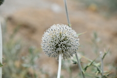 Echinops echinatus