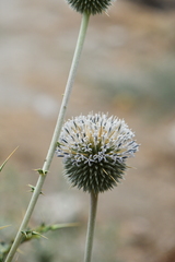 Echinops echinatus