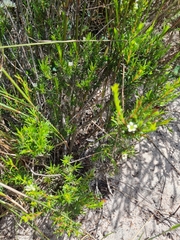 Diosma hirsuta