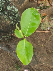 Terminalia catappa