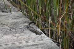 Lissolepis coventryi