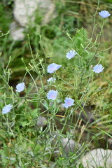 Cichorium