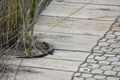 Lissolepis coventryi