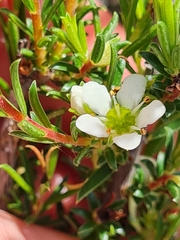 Diosma hirsuta