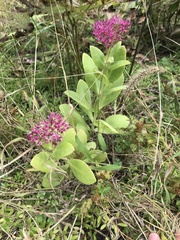 Hylotelephium spectabile