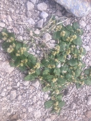 Alternanthera pungens