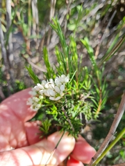 Diosma hirsuta