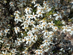 Ricinocarpos glaucus