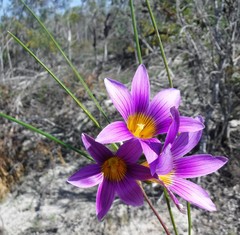 Romulea schlechteri