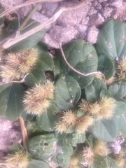 Alternanthera pungens