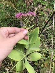 Hylotelephium spectabile