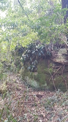 Dendrobium speciosum