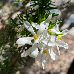 Ricinocarpos glaucus