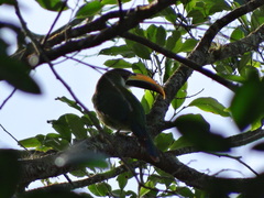 Aulacorhynchus prasinus