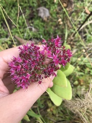 Hylotelephium spectabile