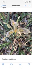 Iris fernaldii