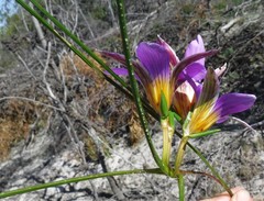 Romulea schlechteri