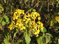 Dendroviguiera quinqueradiata