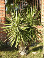 Yucca gigantea