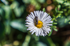 Acmaeodera rubronotata