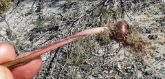 Romulea schlechteri