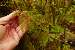 Hymenophyllum scabrum