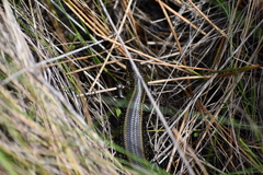 Lissolepis coventryi