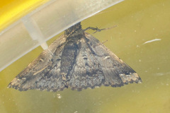 Adrapsa ablualis