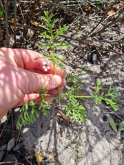 Pelargonium senecioides