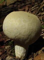 Russula crustosa