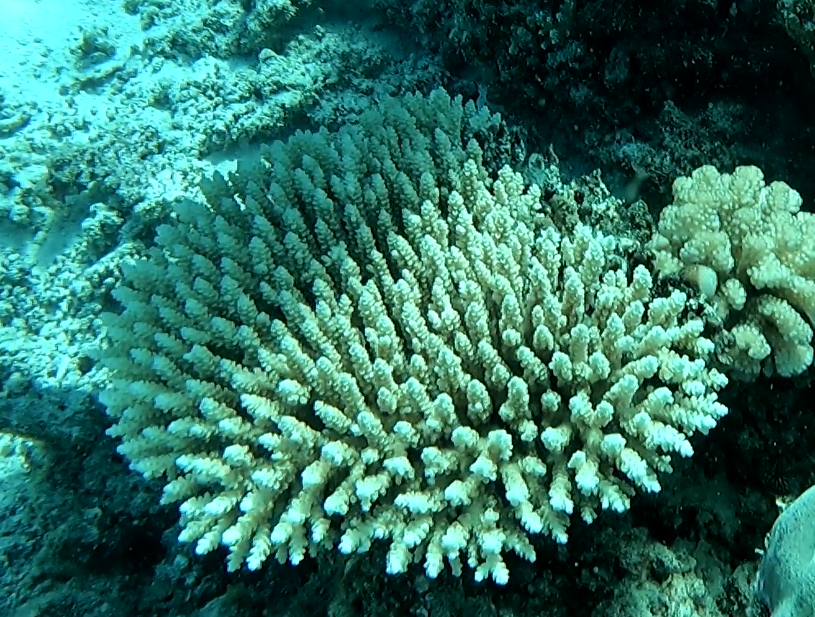 Staghorn coral