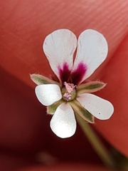 Pelargonium senecioides