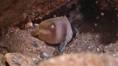 Chaetodon kleinii