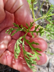 Pelargonium senecioides