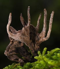Xylaria hypoxylon