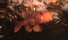 Vincentia novaehollandiae