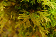 Plagiochila