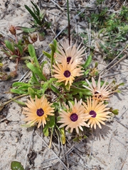 Cleretum bellidiforme