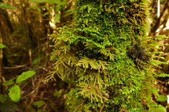 Plagiochila