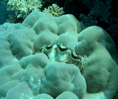 Tridacna