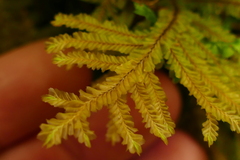 Plagiochila