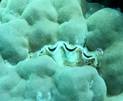 Tridacna