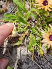 Cleretum bellidiforme