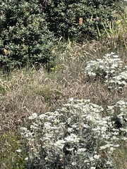 Actinotus helianthi