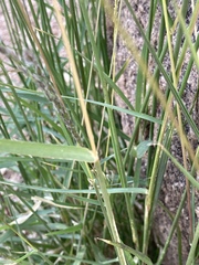 Digitaria californica