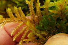 Plagiochila