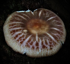 Russula crustosa